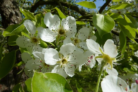 contact fleurs de cerisier